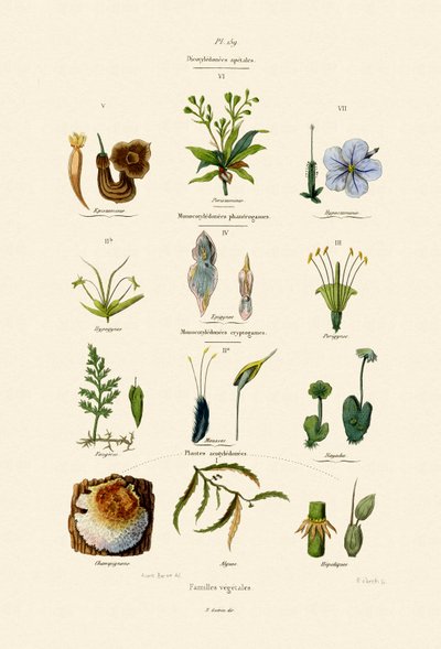 Vegetal Families, 1833-39 by French School